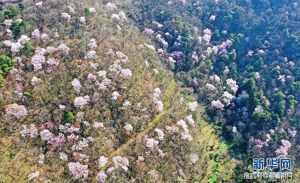 湖北荆门5000亩野樱桃花盛开_东宝区_栗溪镇_朱俊波