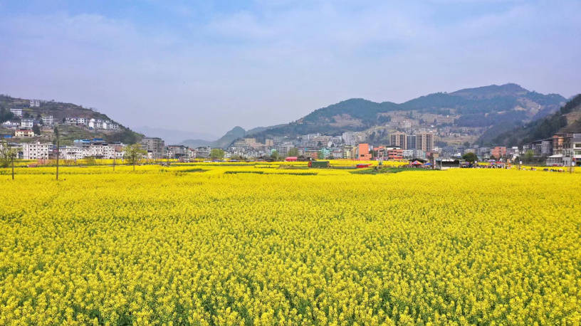 古蔺双沙第十三届菜花节正式开幕