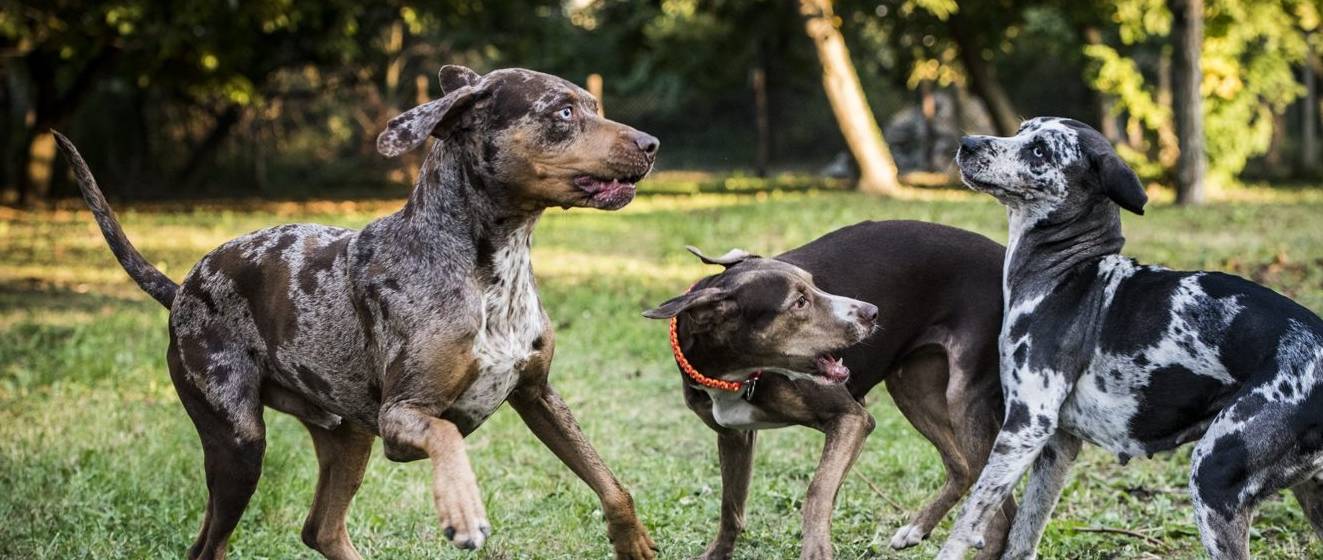 听过牧羊犬,听过牧猪犬吗?