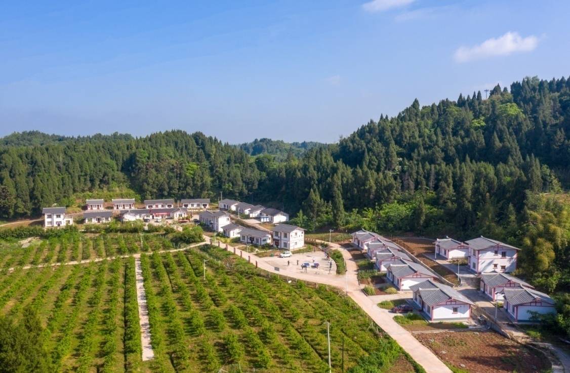 蓬溪县宝梵镇宝梵村柑橘产业园在距宝梵村70余公里的群利镇,镇干部