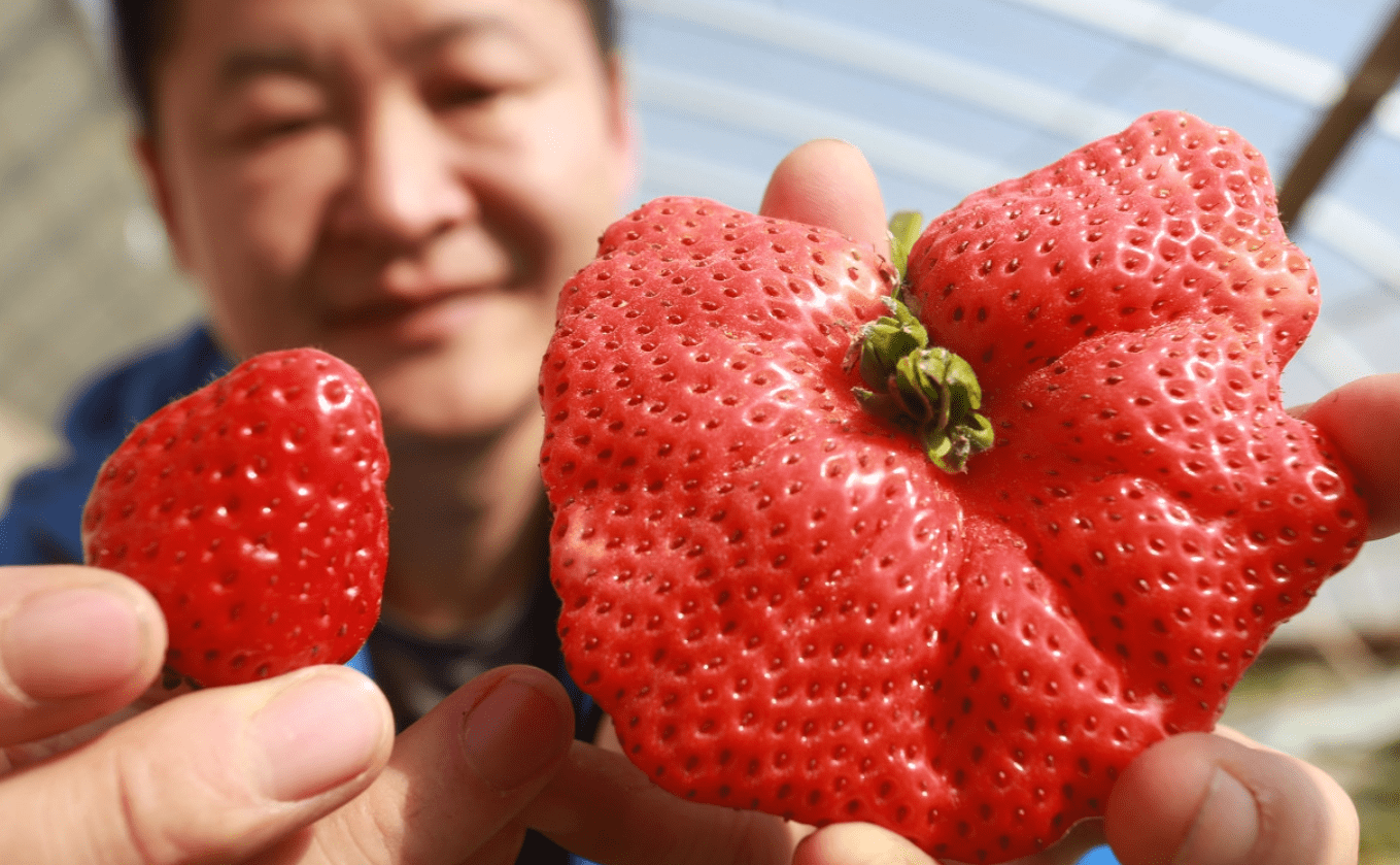 超大,畸形,空心草莓有激素？伤害孩子健康？真相和你想的不一样