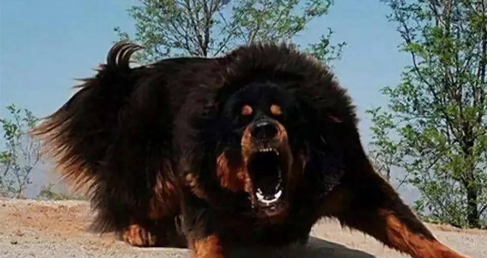 中国藏獒1,藏獒的传说藏獒,严格说应该称为"中国藏獒",因为世界其它