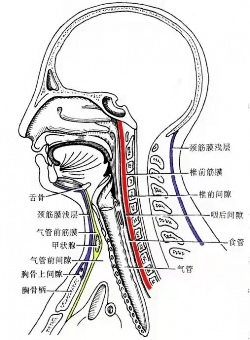 颈部肌层,包括浅层颈阔肌,胸锁乳突肌,中层的舌骨肌和深层的斜角肌;2