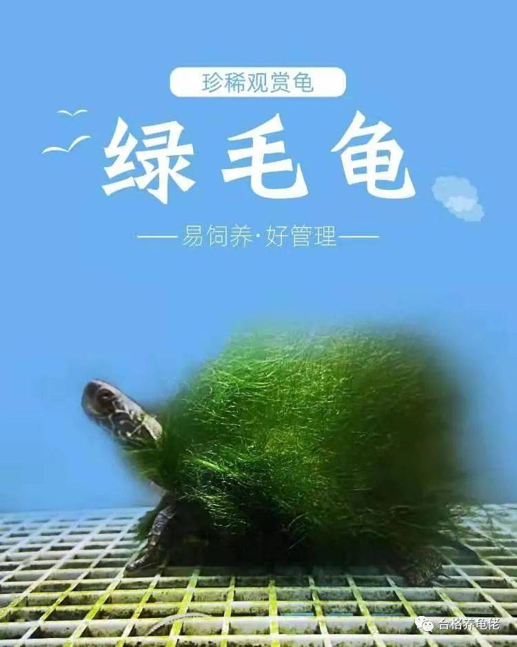 绿毛龟,残忍的生命交易上游新闻·今天 07:11常态化巡河保护河流生态