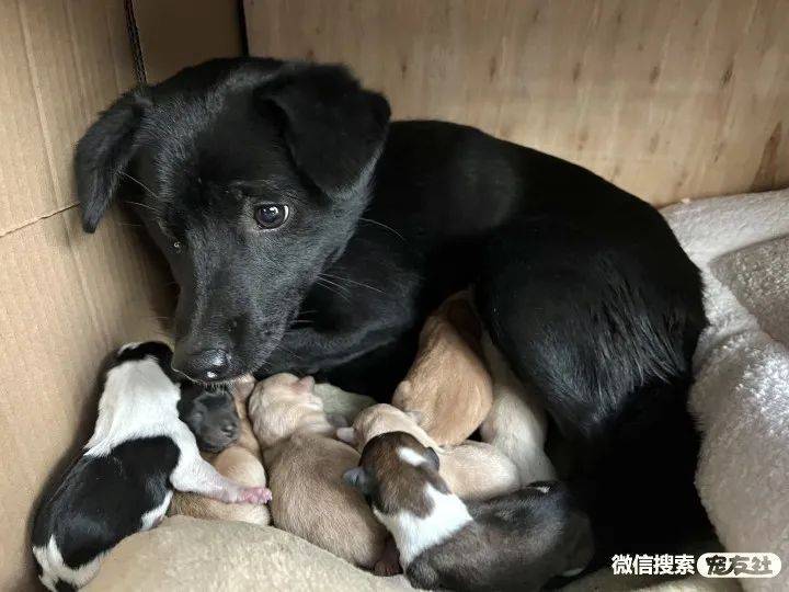 桐乡寻狗启事叫豆豆黑色中华田园犬母狗体型中等宠友社发布