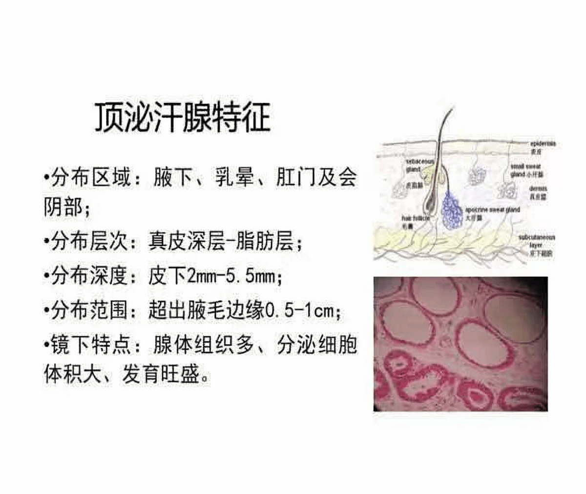 因为顶泌汗腺主要分布在男生的腋窝和私处,年幼时和男生的性器官一样