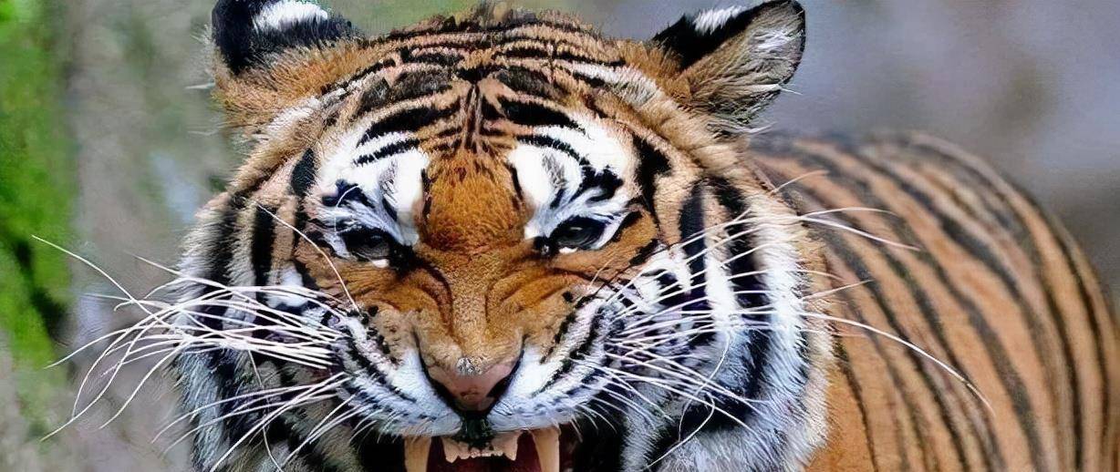 东北虎"女王"猎杀熊,咬死母熊却放过幼崽,森林之王