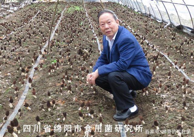 朱斗锡教授讲解羊肚菌原基小菇死亡的原因