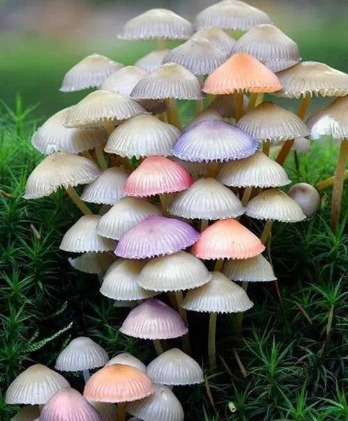 彩色清新的蘑菇群张开大嘴的白色小蘑菇肉肉的蘑菇,就像花盆里的多肉