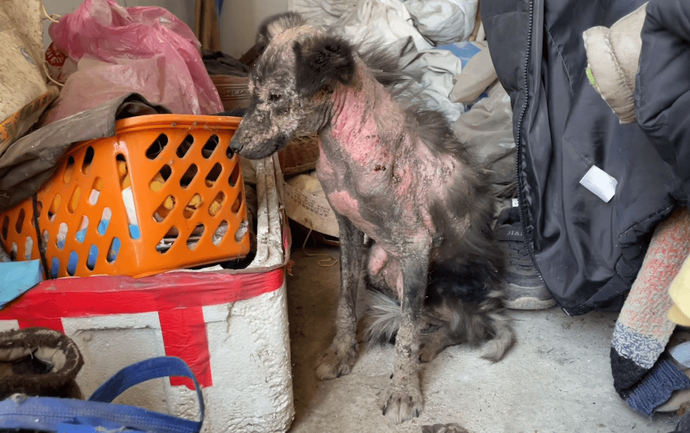 梦境解析，当狗的身上全是蛆——一场关于内心深处的隐喻之旅