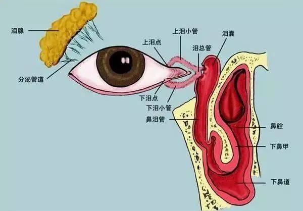 晶视达沉浸式视力康养系统 | 最完整,最有用的眼睛基础解剖图,值得