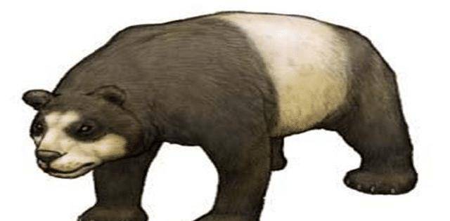 原创大熊猫萌萌的为何老虎挨饿也不敢吃它放在上古时期真怕打不过