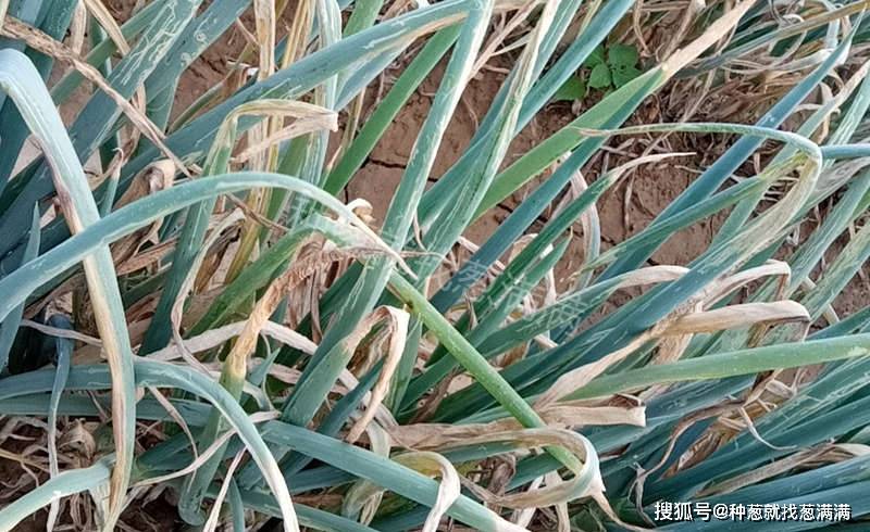 大葱叶子有白点是什么病用什么药防治