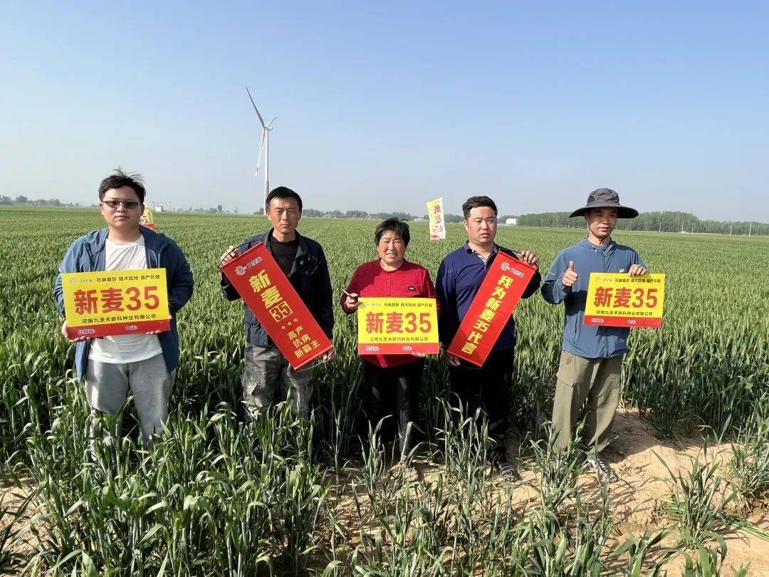 多地走访优质高产又增收新麦26新麦35屡获好评圈粉无数