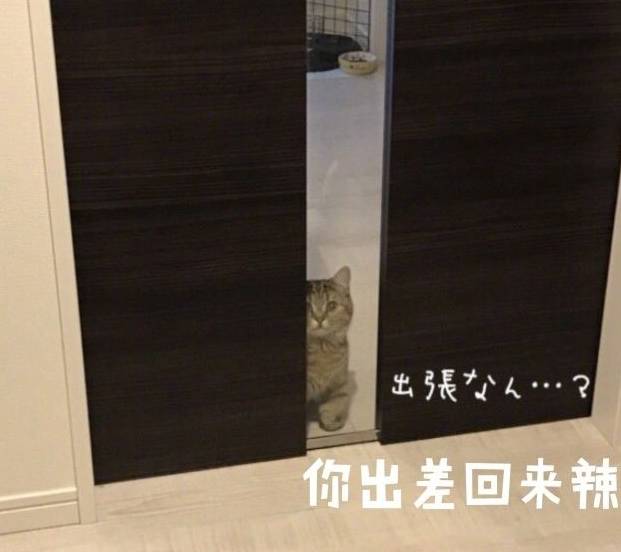 铲屎官出差一天回到家的时候,竟然发现她家的猫在门口等她_主人_猫咪