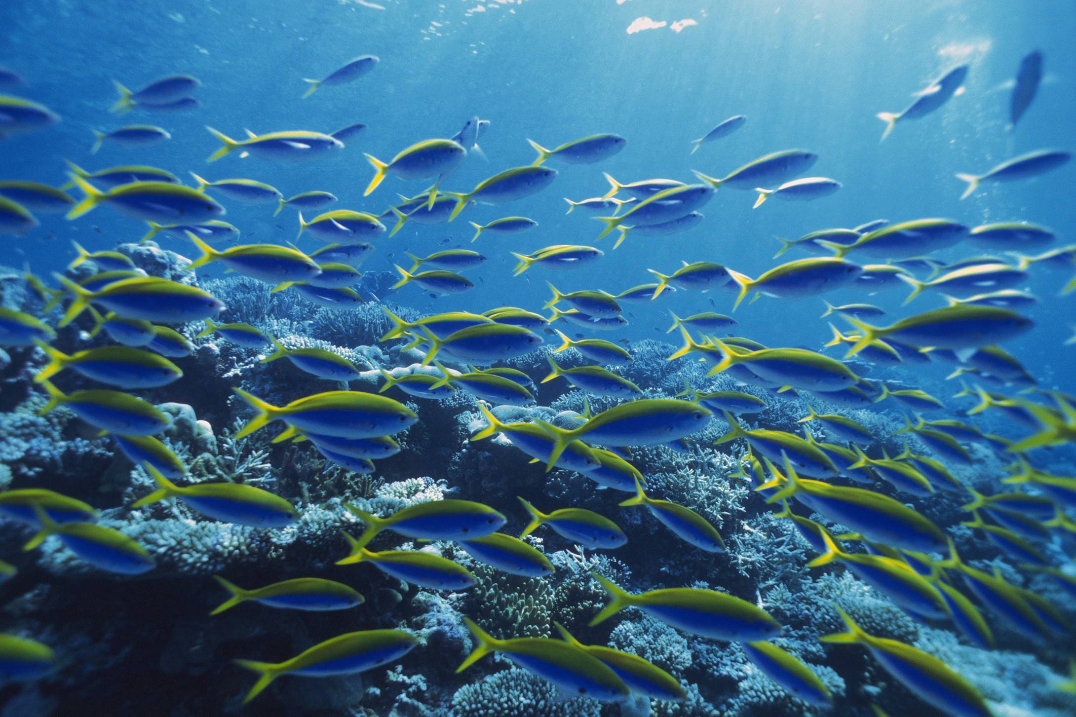 海洋生物_水分_淡水