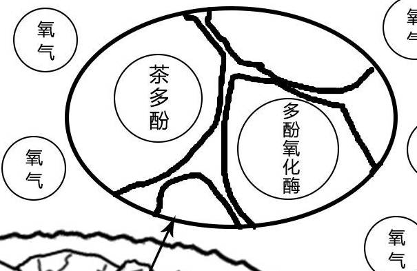 从而形成其他不溶于水或易挥发的化合物,使营养成分也大打折扣