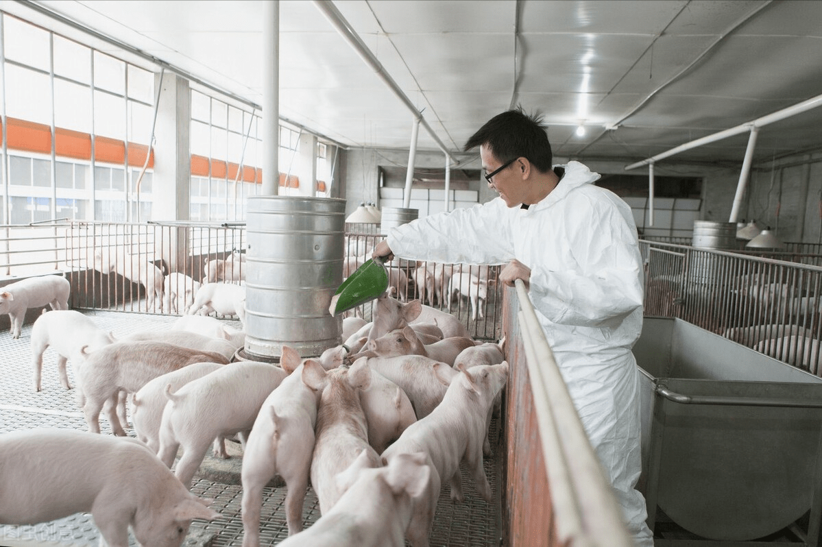 分娩时间过长的时候,我们一般会采用人工助产的方法,帮助母猪接产,在