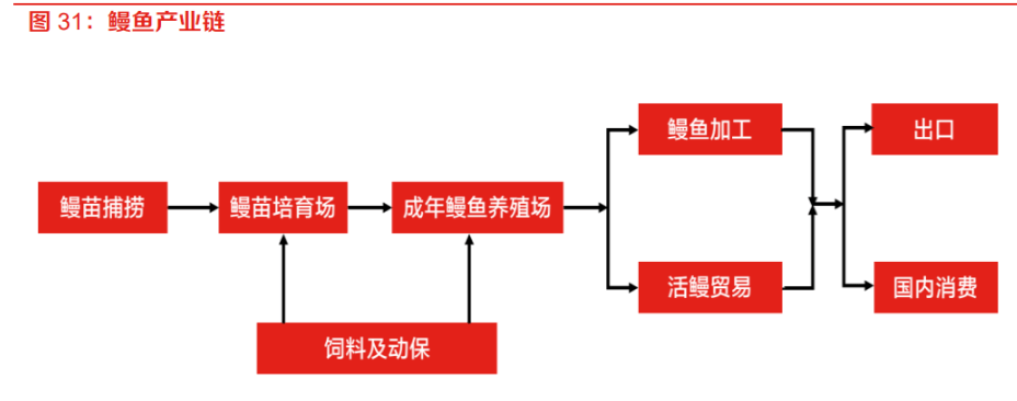 立足特种水产料天马科技纵深鳗鱼产业链聚焦规模养殖