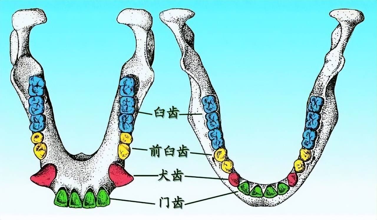 反向推理,古猿人的嘴巴之所以生长臼齿,是因为它们的下颚宽于人类的