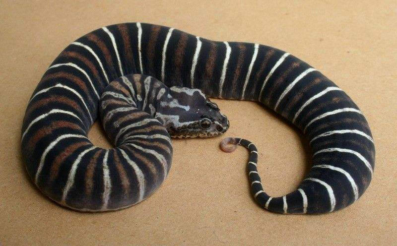 澳洲最毒的蛇之一南棘蛇,拥有令人无语的毒液,最快的攻击速度_毒蛇
