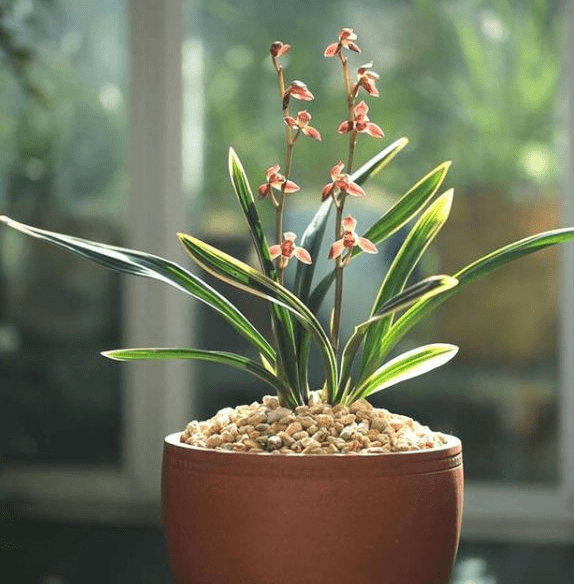 墨兰矮种"红神荷",花色鲜红,芬芳持久,叶艺精美,适合新手_兰花_花友