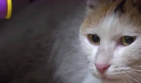 流浪猫"厚着脸"求收养,每天去女子楼下喵叫,检查后才明白缘由_狗狗_望
