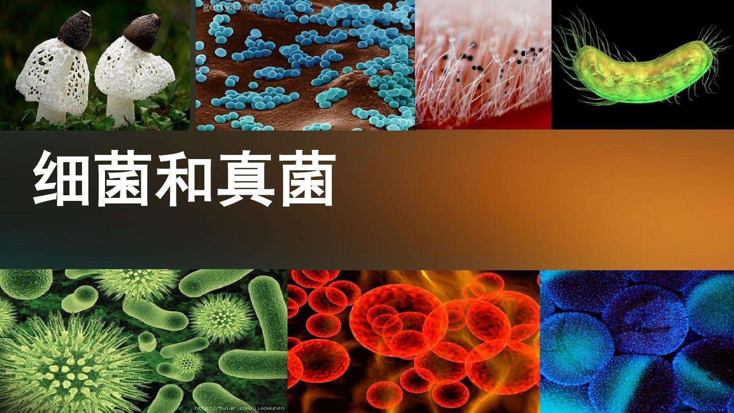 真菌与细菌之间的区别 微生物 细胞核 增殖