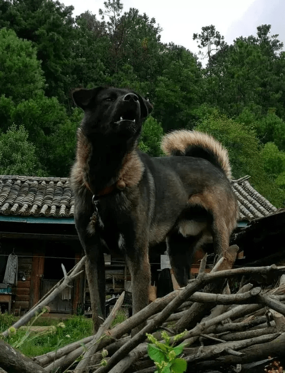 中国本土猛犬,隐居深山,却能让野猪丧命_青川_猎犬_凉山