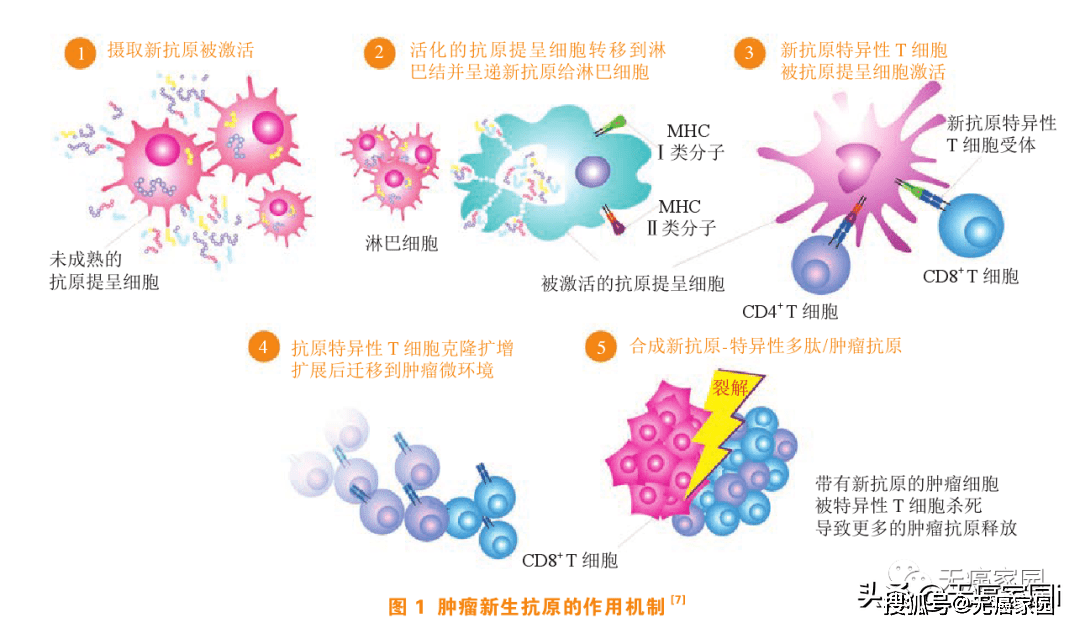 neo-pv-01癌症疫苗"一箭三雕",连破肺癌