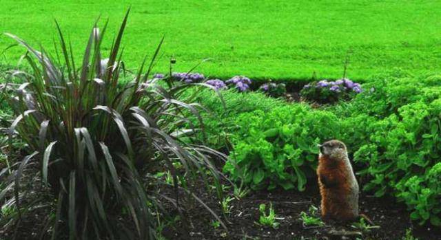 什么地吃草 来自搜狐网