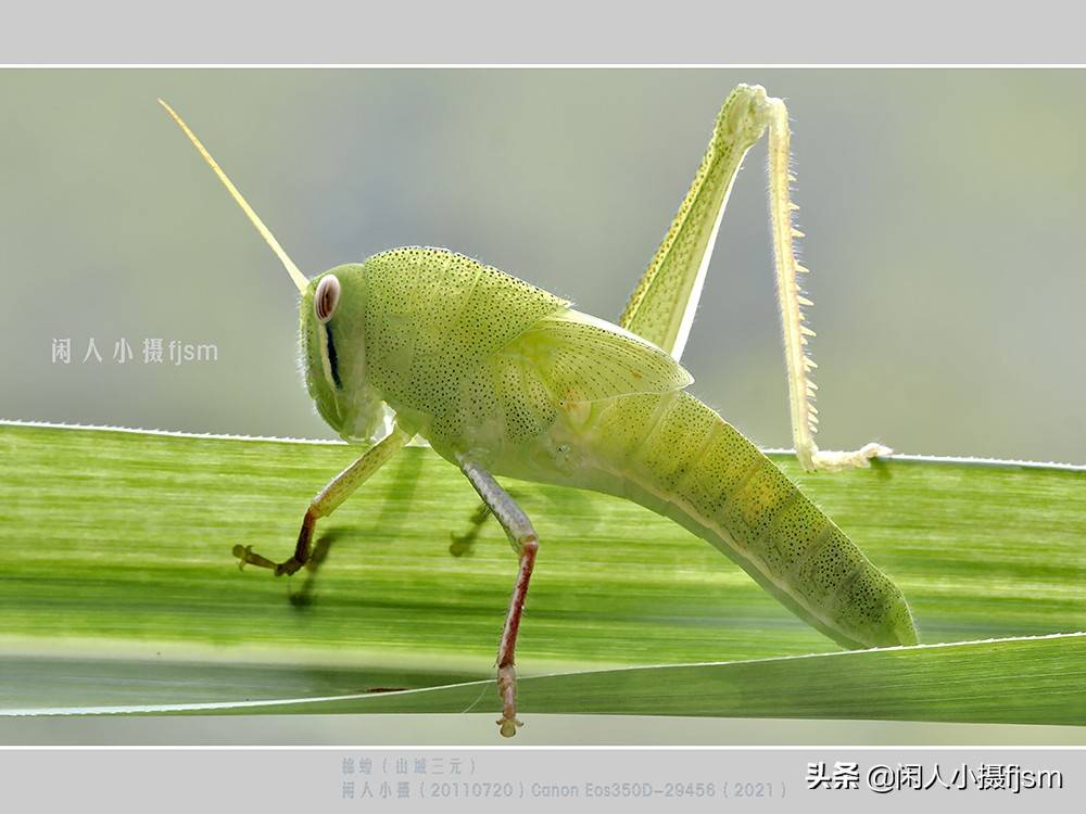 昆虫摄影:昆虫,从若虫蜕变到成虫,女大十八变_手机_直翅目_竹节虫