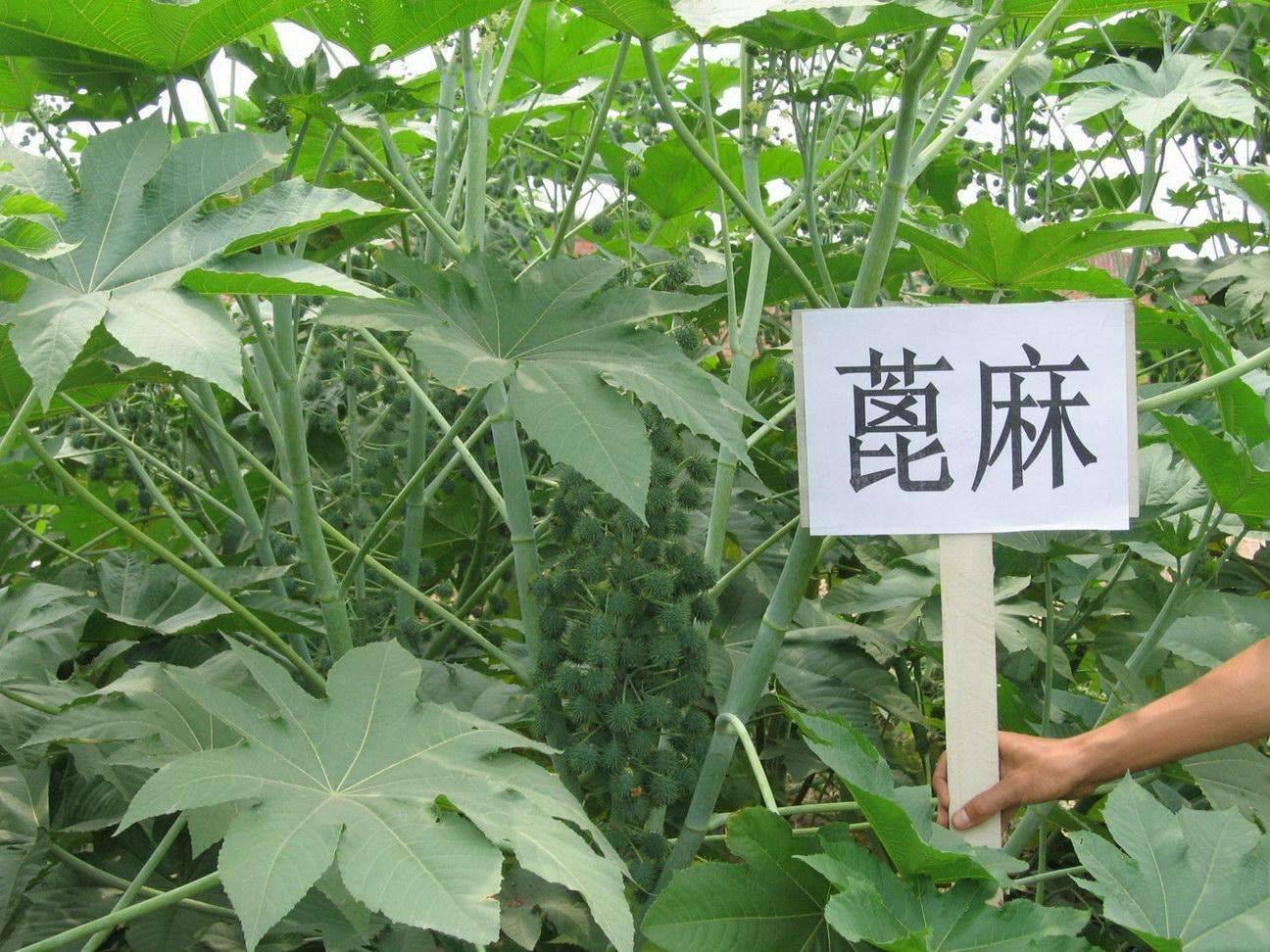 原创蓖麻被称为完美毒药含有致命毒素为何我国还曾广泛种植