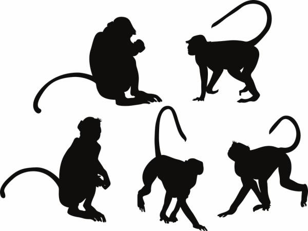 黑猩猩为什么喜欢扭屁股?这能让它们步子更大_步幅_人类_臀部
