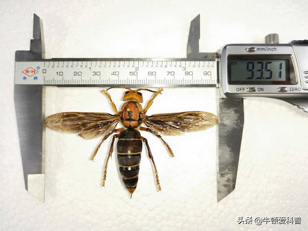 原创北美又遭生物入侵号称三针蜇死牛的虎头蜂竟被云南人当宠物