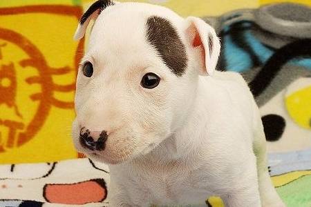 top2中国冠毛犬中国冠毛犬是世界上仅有的几个无毛犬品种之一,是原产