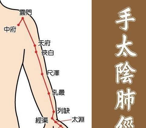 手太阴肺经——人体健康的"大总管"!_按摩_器官_穴位