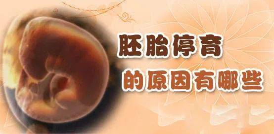 3分钟带你了解「胎停育」不做下一个钟晓芹_胚胎_宝宝_检查