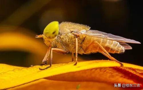 农村马蝇能寄生在人身上小姑娘身上寄生5只幼虫太痛苦了