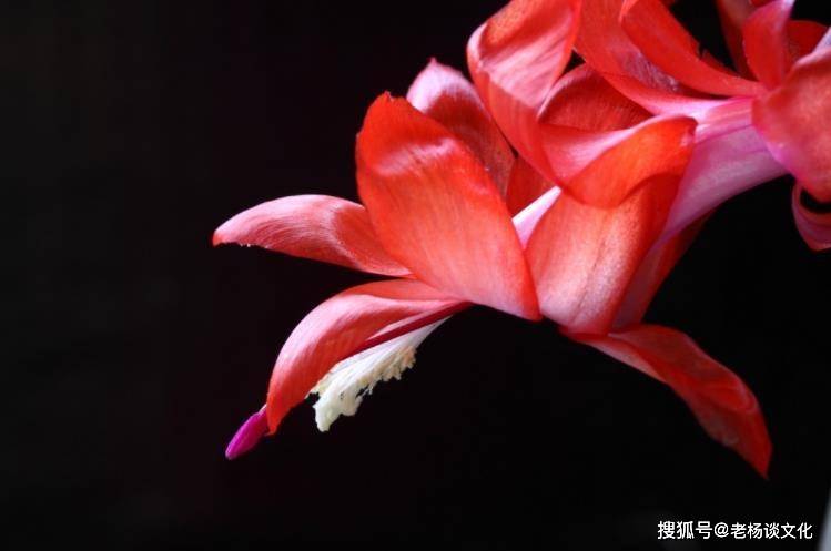 7月开始事业大吉大利,大运加身,求财得财的四大生肖_朋友_五行_桃花