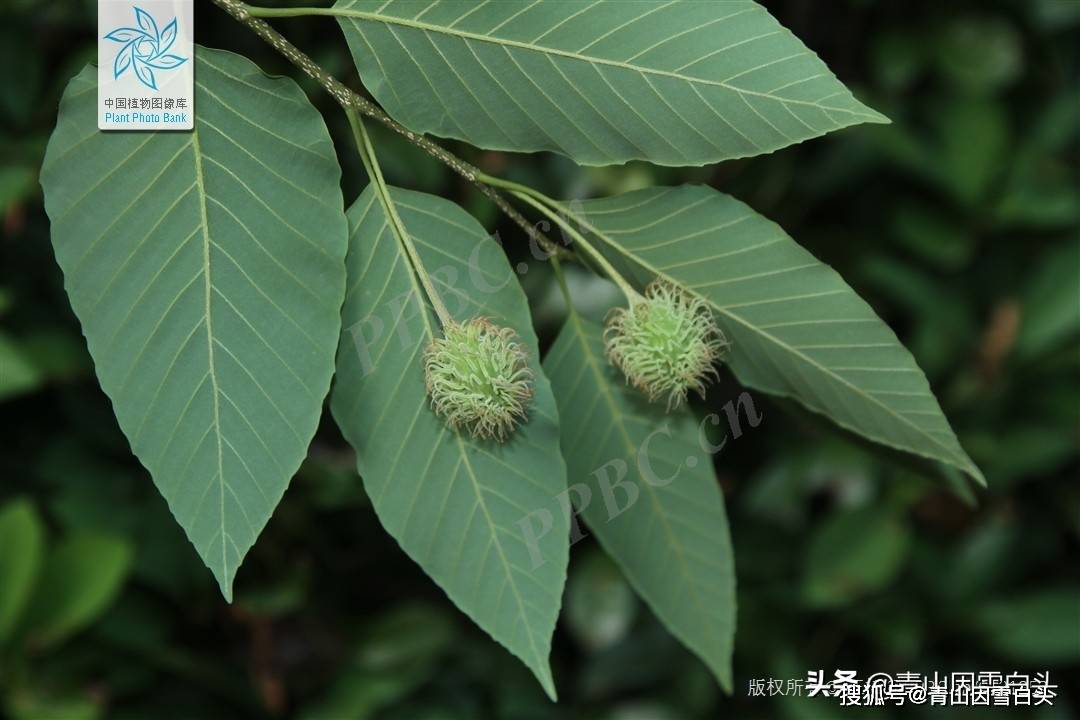 "活化石"水青冈的景观价值和园林用途分析_树种_行道树_地区