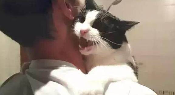 听说要洗澡,奶牛猫搂着男主的脖子撒娇求饶,却没想到信错了人!