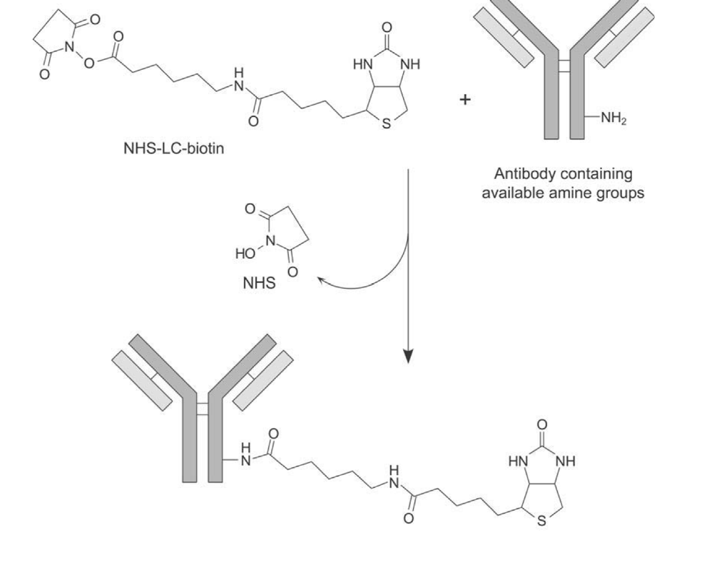 med浅谈 抗体蛋白标记—生物素篇_纯化_分子生物学_反应