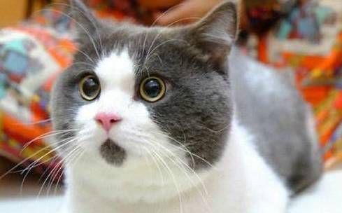 除了胖乎乎的脸,还有哪些魅力?_猫咪_因为_价格
