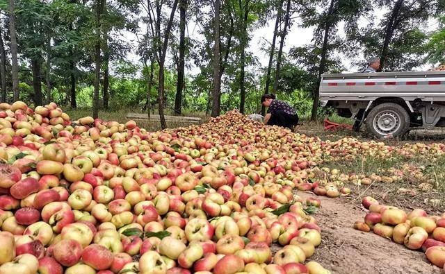 油蟠桃成熟次果论车卖，千斤仅百元，50岁大哥驱车200公里收购