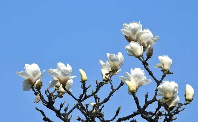 实香！西安地标换上“花衣裳”