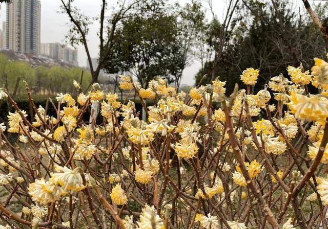 实香！西安地标换上“花衣裳”