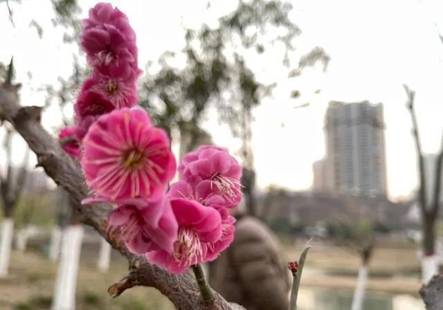 实香！西安地标换上“花衣裳”