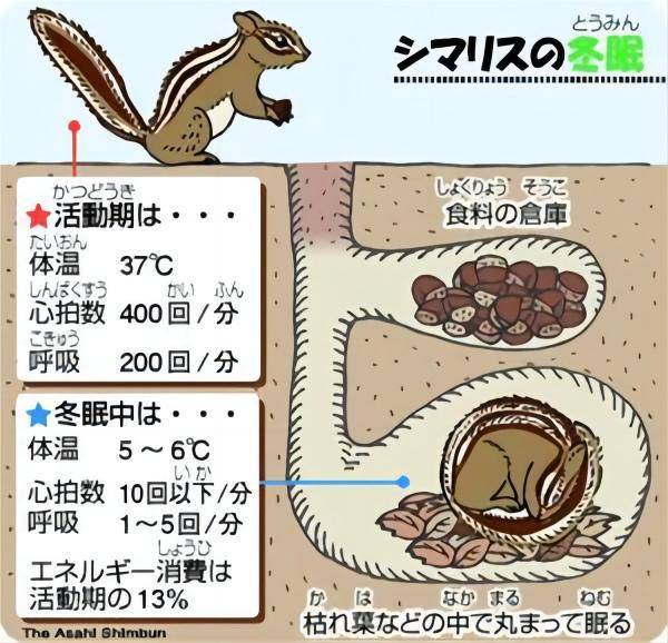 睡着睡着就饿死了！动物界的“睡神”，一年中有九个月都在睡觉