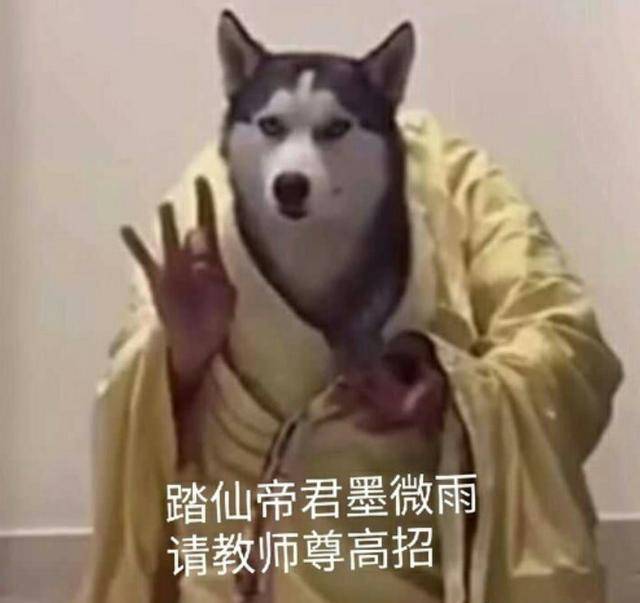 二哈和他的白猫师尊，踏仙帝君酿成实二哈，鬼畜脸色包太像踏娇娇